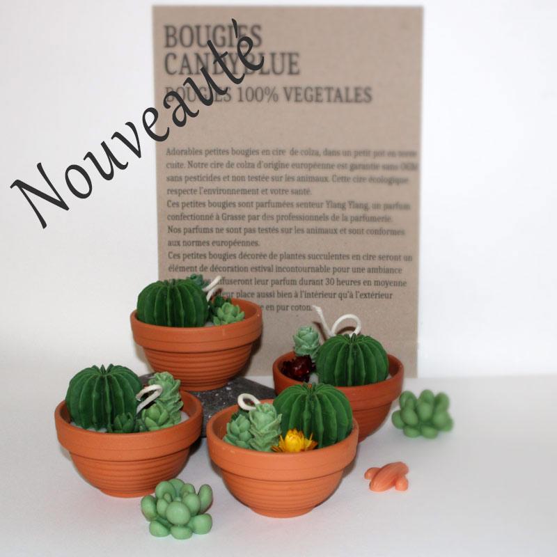 Bougies succulentes